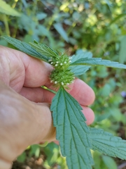 Leucas martinicensis