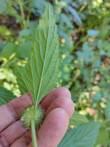 Whitewort