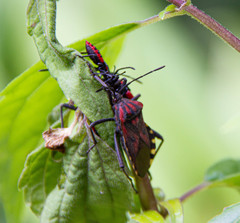 Piezogaster rubropictus