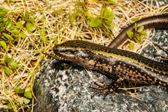 Sinbad Skink photo 1