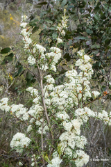 Hakea varia