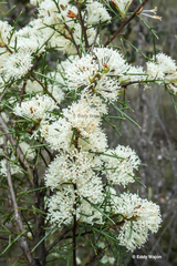 Hakea varia
