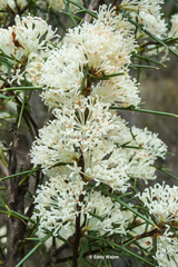 Hakea varia