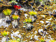 Tillandsia machupicchuensis