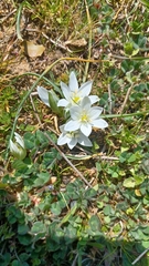 Ornithogalum