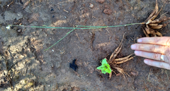 Chlorophytum crispum