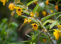 Chamaecrista glandulosa