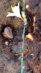 Chlorophytum crispum