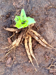 Chlorophytum crispum