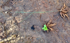 Chlorophytum crispum