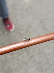 Emertonius shelfordi