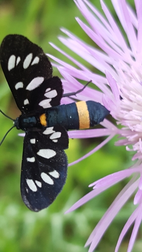 Nine-spotted Moth