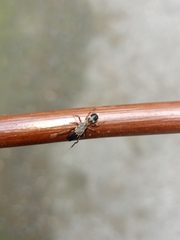 Emertonius shelfordi