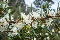 Hakea varia