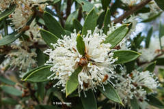 Hakea varia