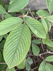 Dendrolobium triangulare