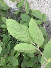 Dendrolobium triangulare