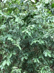 Salacia pallescens