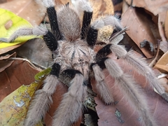 Coremiocnemis cunicularia