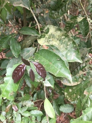 Salacia pallescens