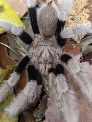 Coremiocnemis cunicularia