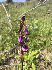 Anacamptis collina