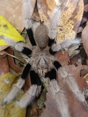 Coremiocnemis cunicularia