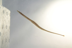 Syngnathoidei