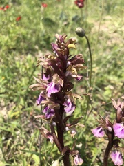 Anacamptis collina