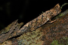 Brookesia superciliaris