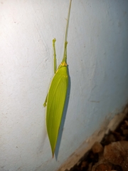 Climacoptera parallela