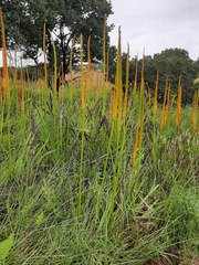Kniphofia multiflora