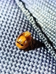 Hemisphaerius rufovarius