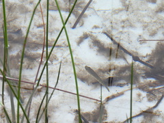 Hypseleotris