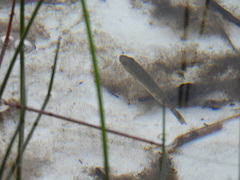 Hypseleotris