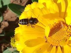 Apis mellifera intermissa