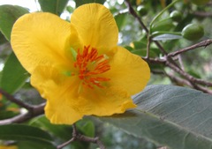 Ochna arborea