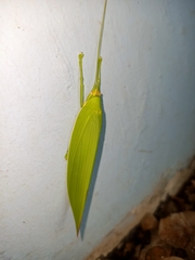 Climacoptera parallela