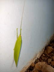 Climacoptera parallela