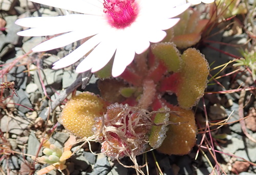 Image of Cleretum maughanii by no rights reserved