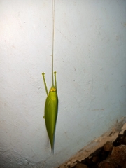 Climacoptera parallela