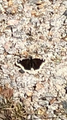 Nymphalis