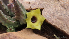 Huernia thuretii