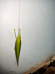 Climacoptera parallela