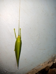 Climacoptera parallela