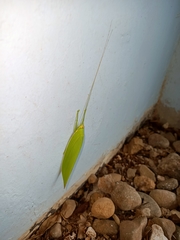 Climacoptera parallela