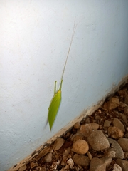 Climacoptera parallela