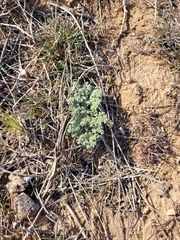 Prangos odontalgica