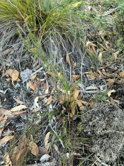 Tetratheca pilosa