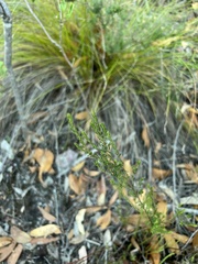 Tetratheca pilosa